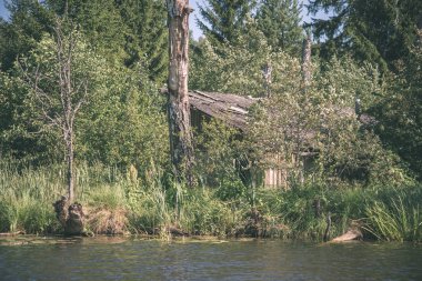 Yaz ormanda doğal görünümünü