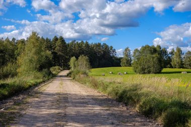 Her iki tarafta, Letonya büyük ağaçları ile boş yol