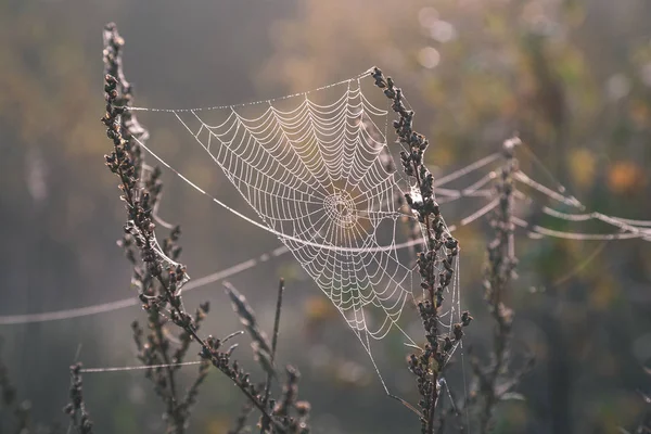 Belles Toiles Épi Araignée Avec Des Gouttes Dans Forêt Brumeuse — Photo