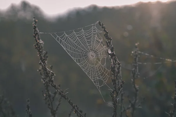 Belles Toiles Épi Araignée Avec Des Gouttes Dans Forêt Brumeuse — Photo