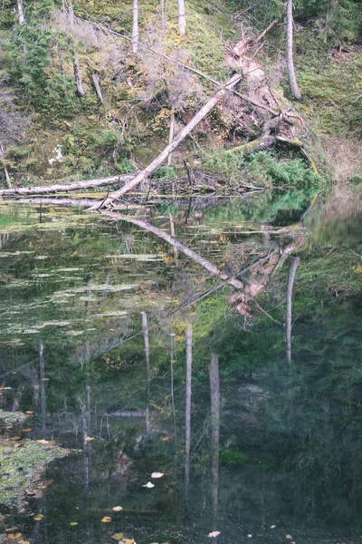 Suché Stromy Samoty Červené Pískovcové Skály Řeka Gauja Lotyšsku — Stock fotografie