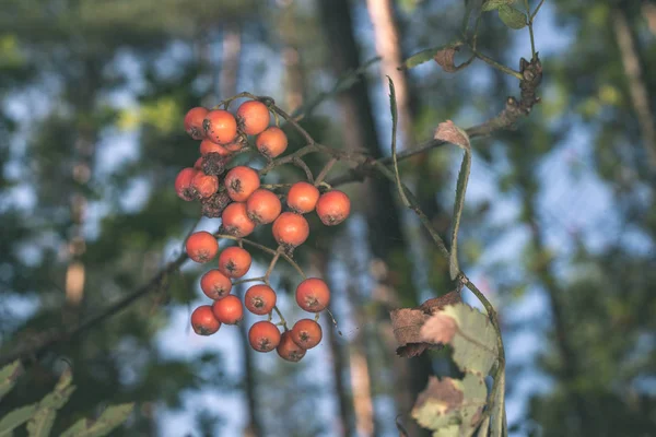 Close View Forest Nature Details — Stock Photo, Image