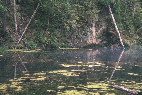 Живописный Вид Старый Ручей Лесной Реки Woods — стоковое фото