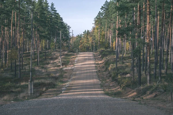 Route Vide Avec Grands Arbres Des Deux Côtés Lettonie — Photo