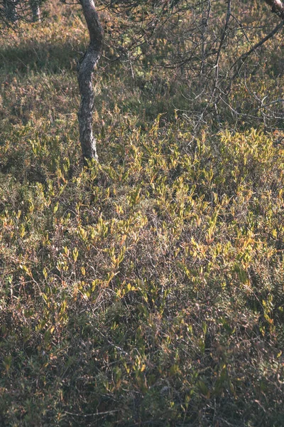 Vista Panorâmica Das Árvores Floresta Outono — Fotografia de Stock