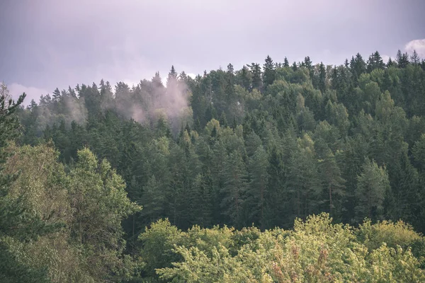 秋天森林风景与有色的树和雾蒙蒙的天气 — 图库照片