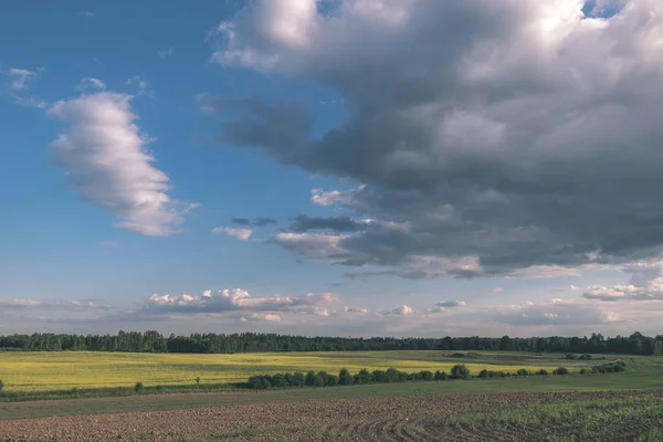 Malerischer Blick Auf Das Bewirtschaftete Weizenfeld Sommer — Stockfoto