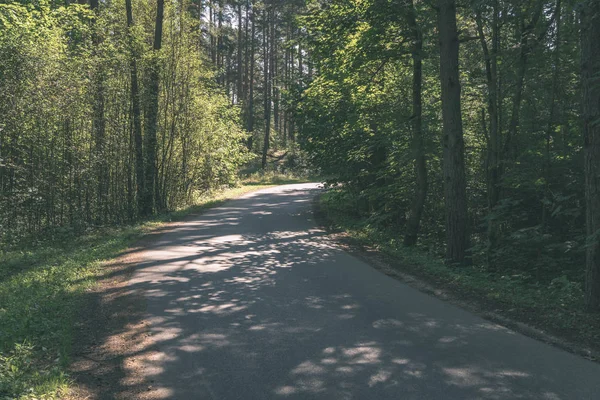 Empty Road Trees Both Sides — Stock Photo, Image