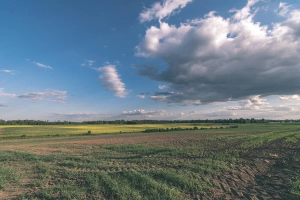 Malerischer Blick Auf Das Bewirtschaftete Weizenfeld Sommer — Stockfoto