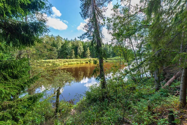 Nehir Letonya Ile Yeşil Orman Manzaralı Görünüm — Stok fotoğraf