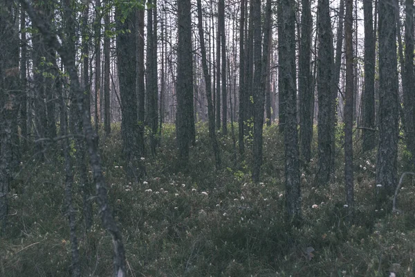 Schilderachtig Uitzicht Het Dennenbos Voor Winter — Stockfoto