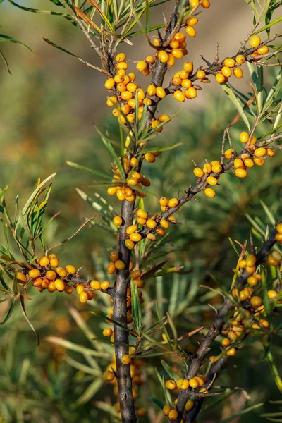 Bacche Olivello Spinoso Sui Rami Con Foglie Verdi Autunno — Foto Stock