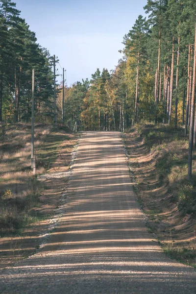 Route Vide Avec Grands Arbres Des Deux Côtés Lettonie — Photo