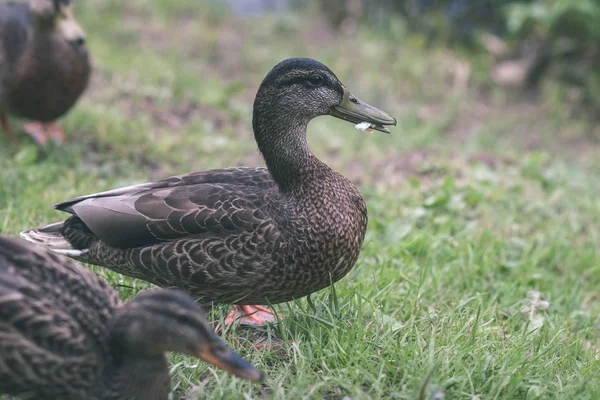 Malowniczy Widok Dzikich Ptaków Naturalnym Środowisku — Zdjęcie stockowe