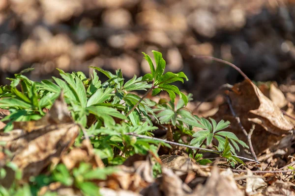 Vue Rapprochée Literie Sol Dans Forêt — Photo