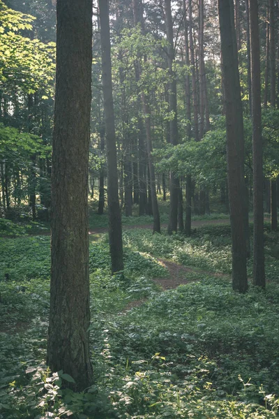 Malebný Pohled Krásného Lesa Létě — Stock fotografie