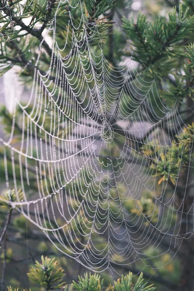 Beautiful Spider Cob Webs Drops Misty Forest — Stock Photo, Image