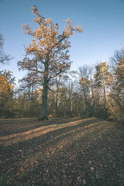 Vue Panoramique Belle Forêt Automne Avec Lumière Soleil — Photo