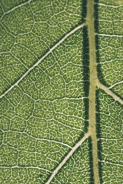 Close View Green Leaf Texture — Stock Photo, Image