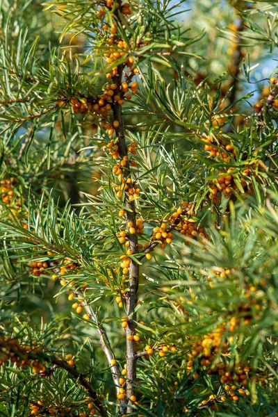 Θάλασσα Buckthorn Μούρα Στα Κλαδιά Πράσινα Φύλλα Φθινόπωρο — Φωτογραφία Αρχείου