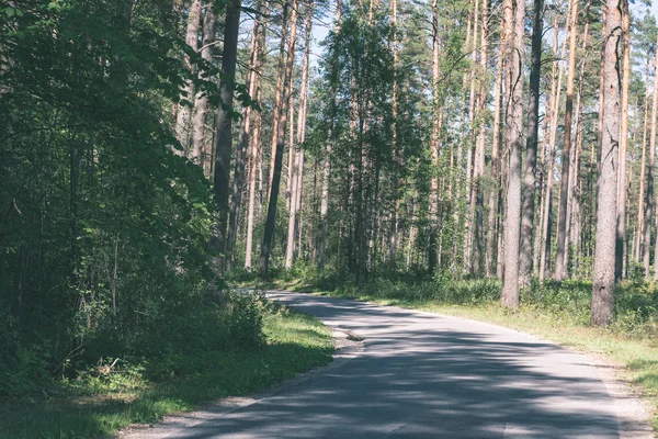 Strada Vuota Con Grandi Alberi Entrambi Lati Lettonia — Foto Stock