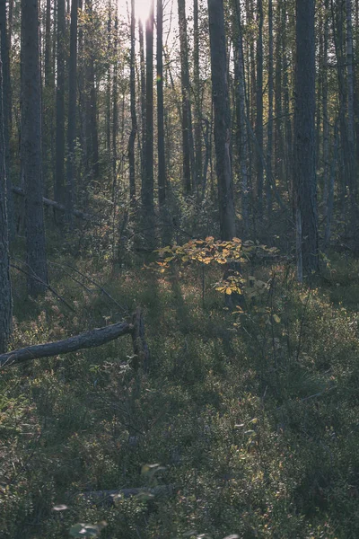 Красивый Вид Осенний Лес — стоковое фото