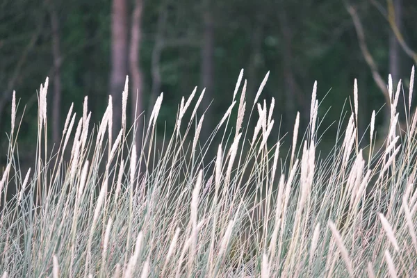 Malebný Pohled Pěstované Obilné Pole Létě — Stock fotografie