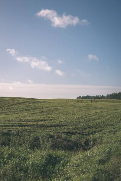 Vista Panorâmica Campo Trigo Cultivado Verão — Fotografia de Stock
