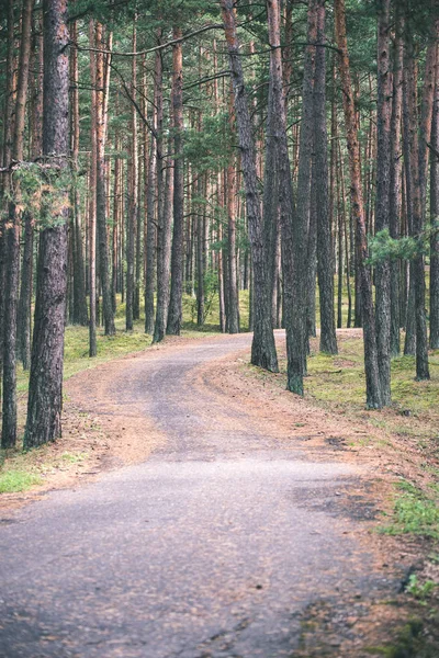 Estrada Vazia Com Árvores Ambos Lados — Fotografia de Stock