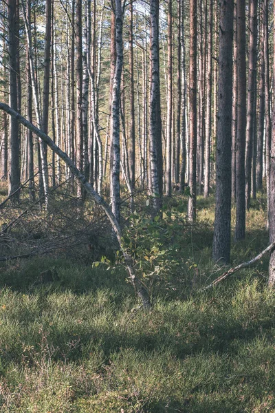 Мальовничий Вид Красивий Осінній Ліс — стокове фото