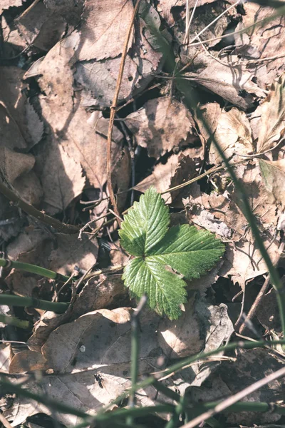 Nahaufnahme Von Unspezifischen Details Des Naturwaldes — Stockfoto