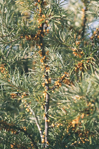 Sea Buckthorn Berries Branches Green Leaves Autumn — Stock Photo, Image