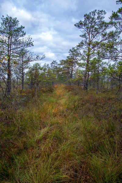 Scenic View Trees Autumn Forest — Stock Photo, Image