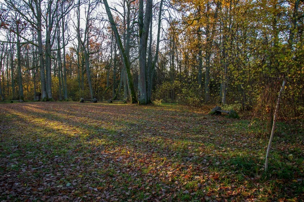 Malebný Pohled Krásné Podzimní Les — Stock fotografie