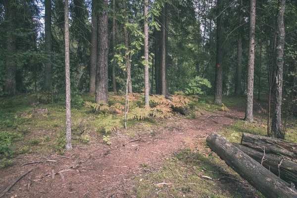 Toeristische Grind Wandelen Voetpad Groene Woud — Stockfoto