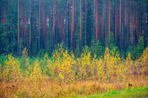 Vista Panorâmica Paisagem Floresta Outono — Fotografia de Stock