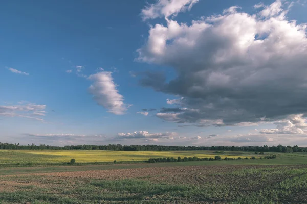 Malerischer Blick Auf Das Bewirtschaftete Weizenfeld Sommer — Stockfoto