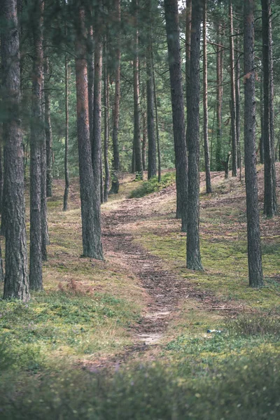 Leerer Fußweg Grünen Wald Sommertagen — Stockfoto
