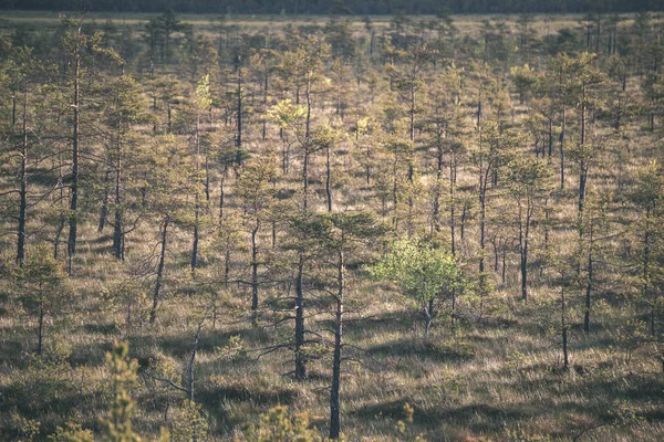 Sonbahar Ormandaki Ağaçlar Doğal Görünümünü — Stok fotoğraf