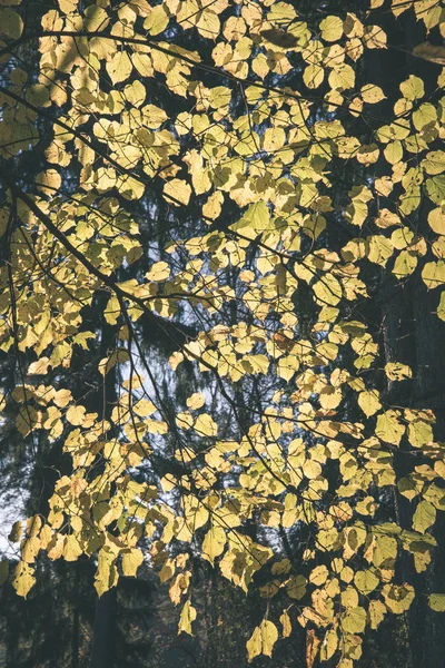 Vue Rapprochée Forêt Nature Détails — Photo