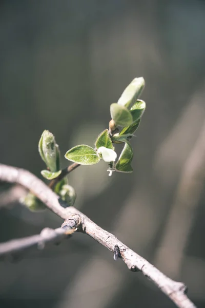 Närbild Visa Skog Natur Detaljer — Stockfoto