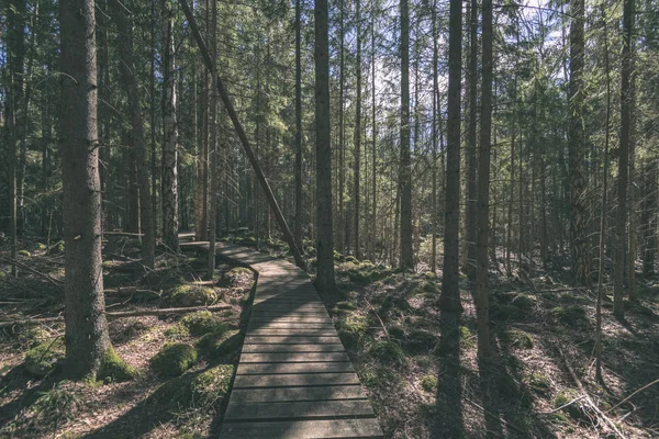 Malebný Pohled Krásné Podzimní Les — Stock fotografie