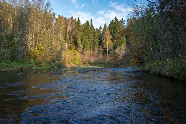 Stenig Skog Amata Floden Med Låg Ström Sommaren Lettland — Stockfoto