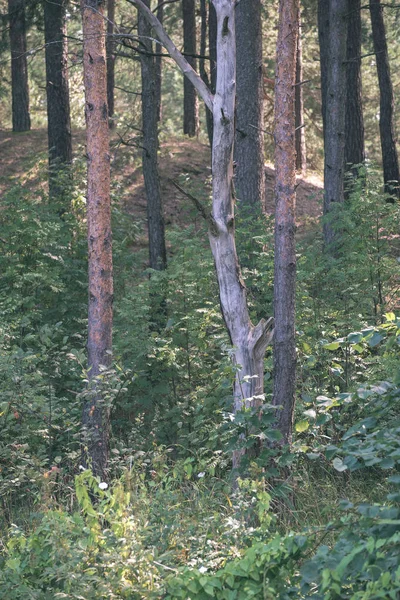 Vista Panoramica Della Bellissima Foresta Estate — Foto Stock