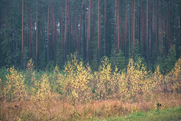 Herbstliche Waldlandschaft Mit Farbigen Bäumen Und Nebligem Wetter — Stockfoto