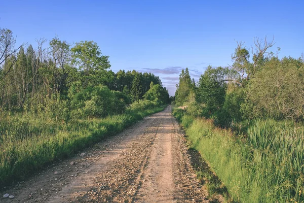 ラトビア 両側に大きな木と空の道 — ストック写真
