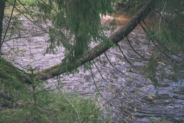 Amata Rzeka Łotwie Zielonego Lasu Wokół Latem — Zdjęcie stockowe