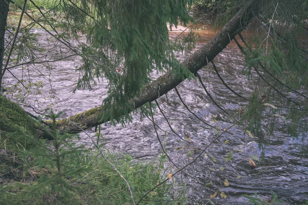 Yaz Aylarında Yeşil Orman Ile Letonya Amata Nehri — Stok fotoğraf