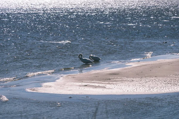 Vue Panoramique Des Oiseaux Sauvages Dans Habitat Naturel — Photo