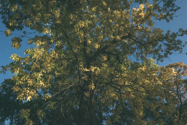 Εσωτερικη Κλαδιά Δέντρων Φθινοπωρινό Δάσος — Φωτογραφία Αρχείου